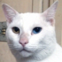 f5.png